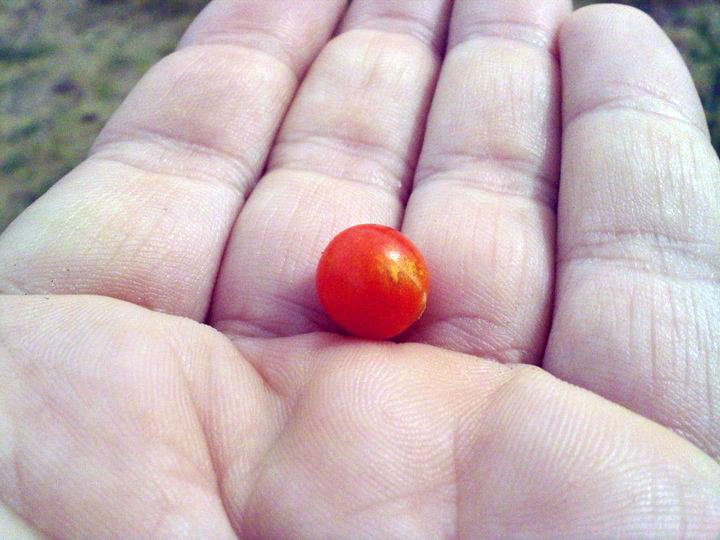 Even a single tiny cherry tomato takes gallons of water, nutrients, and no less than forty five days to ripen.