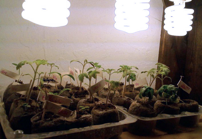 These seedlings are being grown indoors under light so they can get a head start on the growing season.