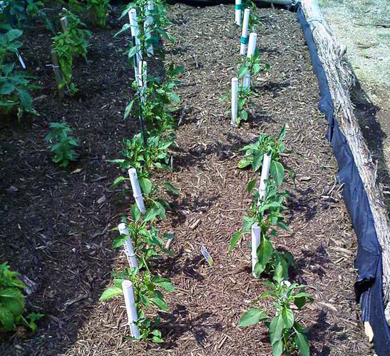 These peppers have PVC pipes driven into the soil so that water can be delivered directly to the root systems, preventing water loss to evaporation in drought conditions.