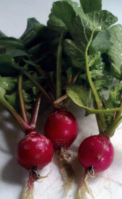Freshly harvested radishes reflect no less than two weeks’ effort and protection from pests.