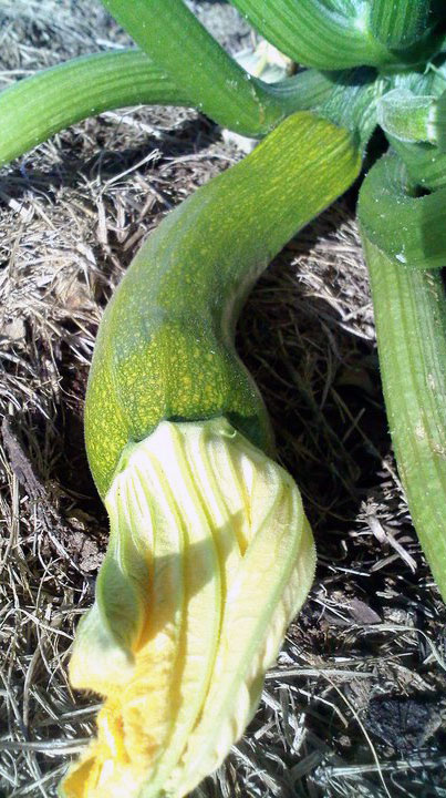 Zucchini and squash are prolific, but each plant produces only one or two per day, at the cost of at least one gallon of water per plant per day.